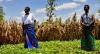  Women 'lead farmers', Dowa, Malawi 