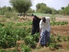 Farming a smallholding plot in Kenya